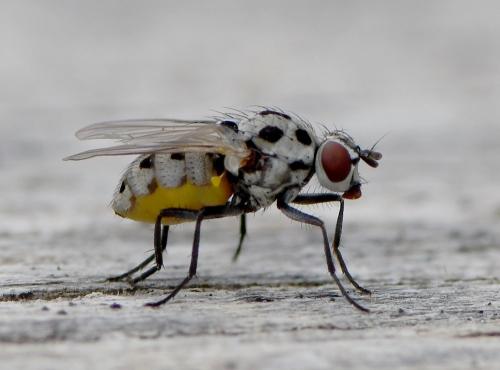 Anthomyia pluvialis